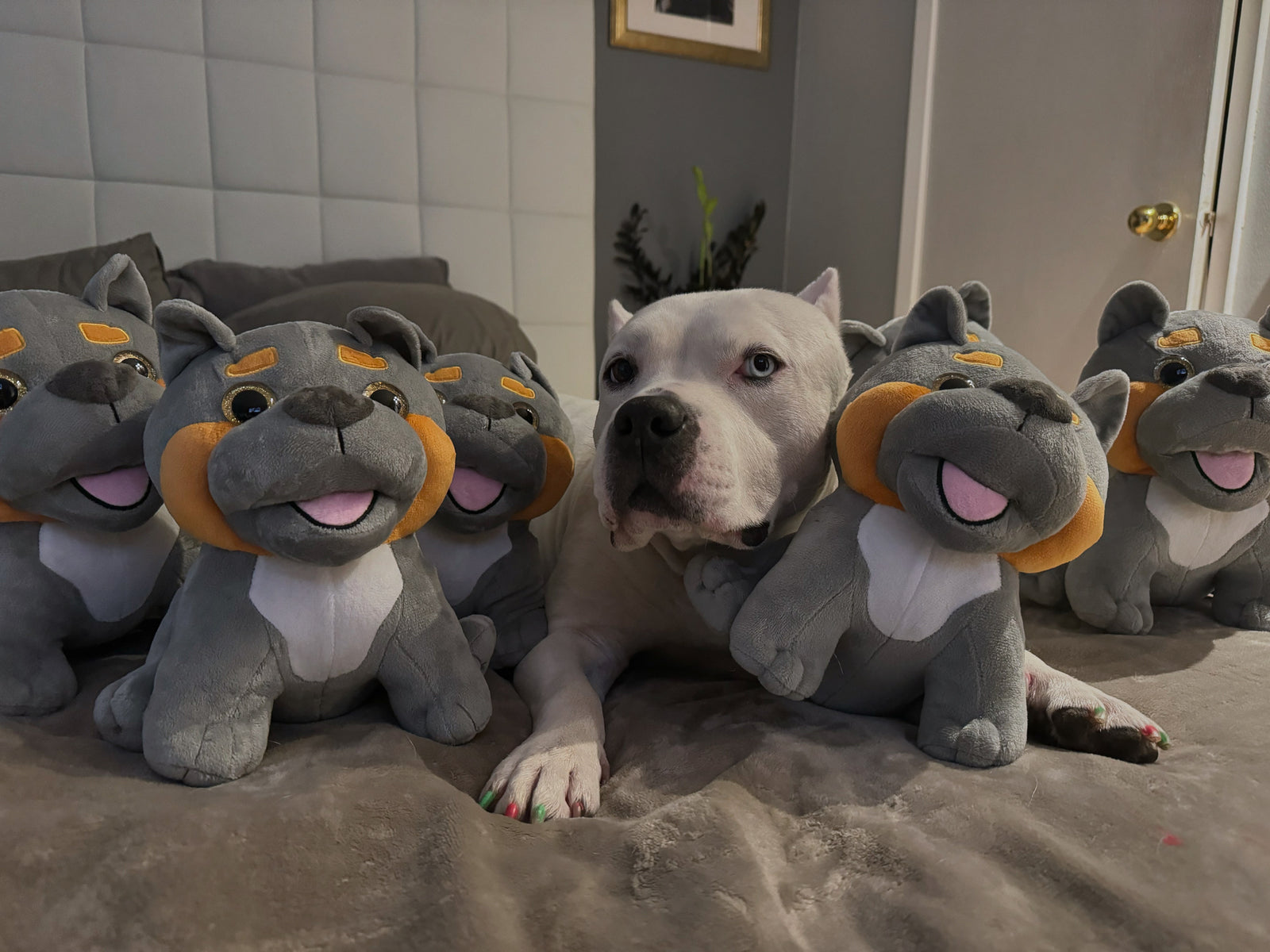 Czr's New Generation Plush – teamCZR